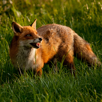 Buy canvas prints of  Red Fox by Karl Thompson