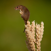 Buy canvas prints of  Harvest Mouse 2 by Karl Thompson
