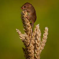 Buy canvas prints of  Harvest Mouse 3 by Karl Thompson