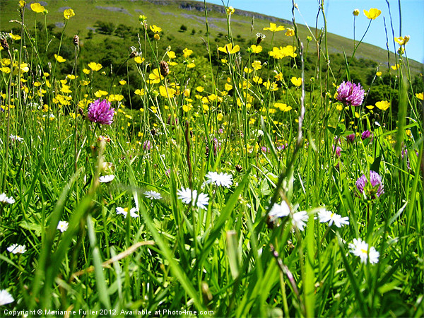 Meadow Flowers, Swaledale Picture Board by Marianne Fuller