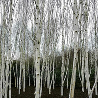 Buy canvas prints of Silver Birch Tree by Marianne Fuller