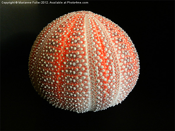 Sea Urchin Shell Picture Board by Marianne Fuller
