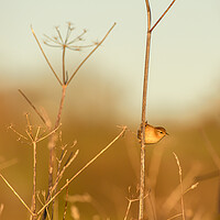 Buy canvas prints of Small brown bird by David Martin