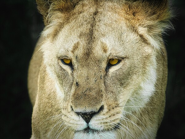 A Lioness Picture Board by David Martin
