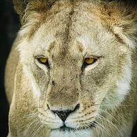 Buy canvas prints of A Lioness by David Martin