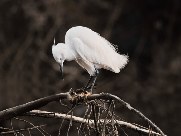 Solitary Egret Picture Board by David Martin