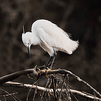Buy canvas prints of Solitary Egret by David Martin