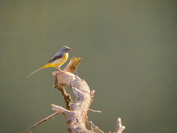 The Graceful Grey Wagtail Picture Board by David Martin