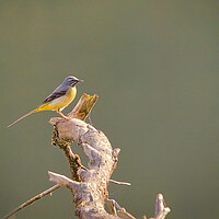 Buy canvas prints of The Graceful Grey Wagtail by David Martin