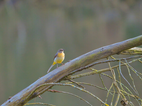 Grey Wagtail 1 Picture Board by David Martin