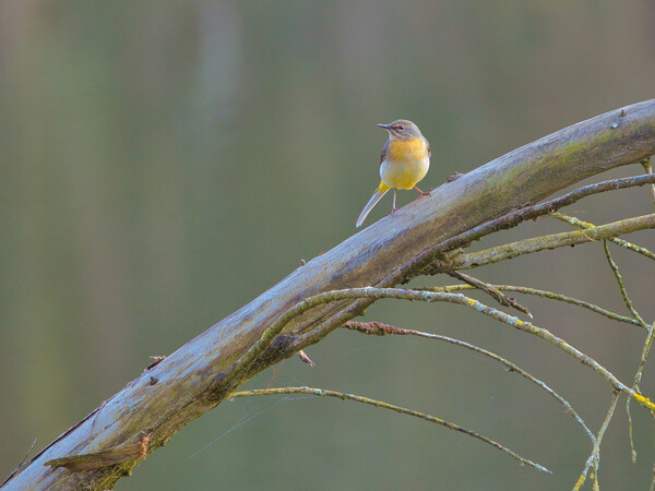 Grey wagtail 2 Picture Board by David Martin