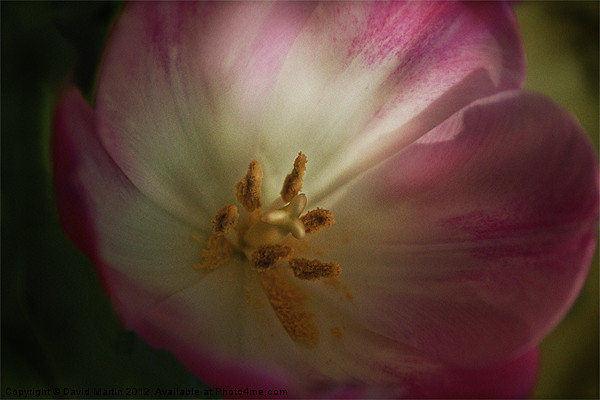 Tulip in colour Picture Board by David Martin