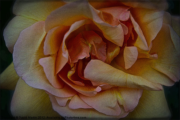 orange rose Picture Board by David Martin