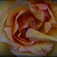 Buy canvas prints of orange rose by David Martin