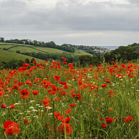Buy canvas prints of  Poppy view by David Martin