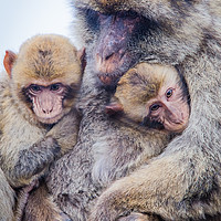 Buy canvas prints of Barbary Macaque by David Martin