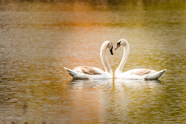 Swan love Picture Board by David Martin