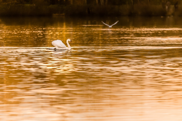 Swan Lake Picture Board by David Martin