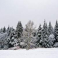 Buy canvas prints of Winter-1 by David Martin