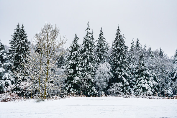 Winter-2 Picture Board by David Martin