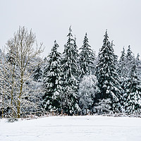 Buy canvas prints of Winter-2 by David Martin