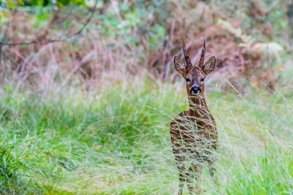 Male Deer Picture Board by David Martin