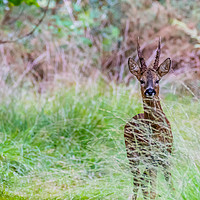 Buy canvas prints of Male Deer by David Martin