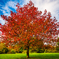 Buy canvas prints of Autumn colours red by David Martin