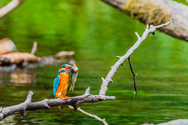 Kingfisher  Picture Board by David Martin