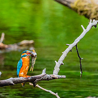 Buy canvas prints of Kingfisher  by David Martin