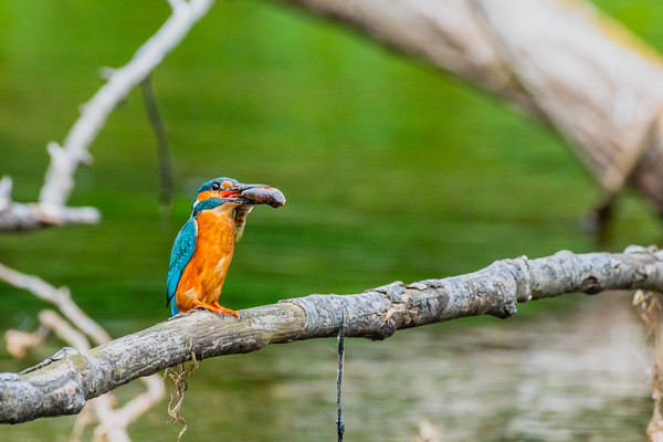Kingfisher Picture Board by David Martin
