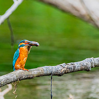 Buy canvas prints of Kingfisher by David Martin