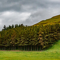 Buy canvas prints of Small forest Scotland by David Martin