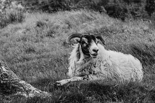Scottish Sheep Picture Board by David Martin