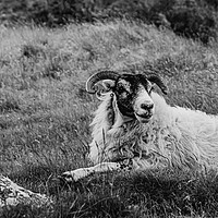 Buy canvas prints of Scottish Sheep by David Martin