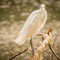 Buy canvas prints of  Little Egret 1 by David Martin