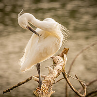 Buy canvas prints of Little Egret 5 by David Martin