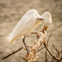Buy canvas prints of Little Egret 4 by David Martin