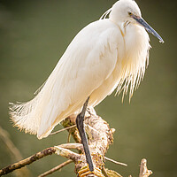 Buy canvas prints of Little Egret 3 by David Martin