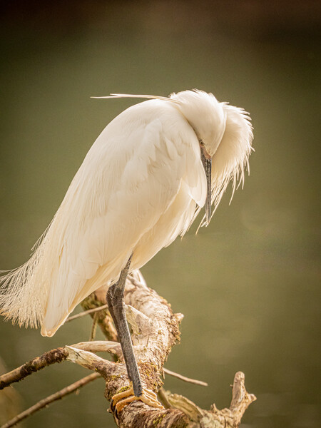 The shy Egret Picture Board by David Martin