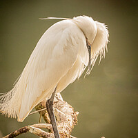 Buy canvas prints of The shy Egret by David Martin