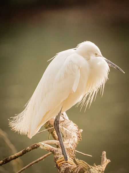 Little Egret Waiting Picture Board by David Martin