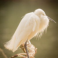 Buy canvas prints of Little Egret Waiting by David Martin