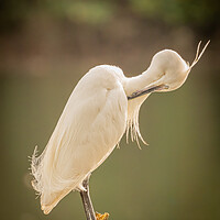 Buy canvas prints of Little Egret by David Martin