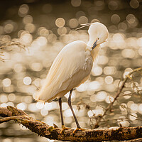 Buy canvas prints of Little Egret by David Martin