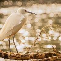 Buy canvas prints of Little Egret 1 by David Martin