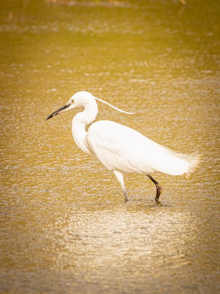 Little Egret wading Picture Board by David Martin