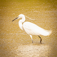 Buy canvas prints of Little Egret wading by David Martin