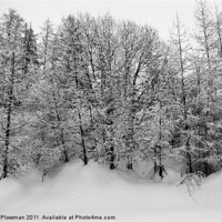Buy canvas prints of Trees in snow by Steven Plowman