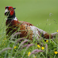 Buy canvas prints of Ring neck pheasant by tom williams